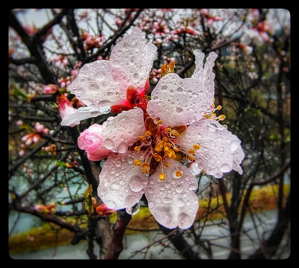 Blossom with Dewdrops