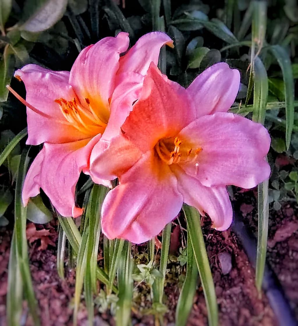 Pink Flower Duo