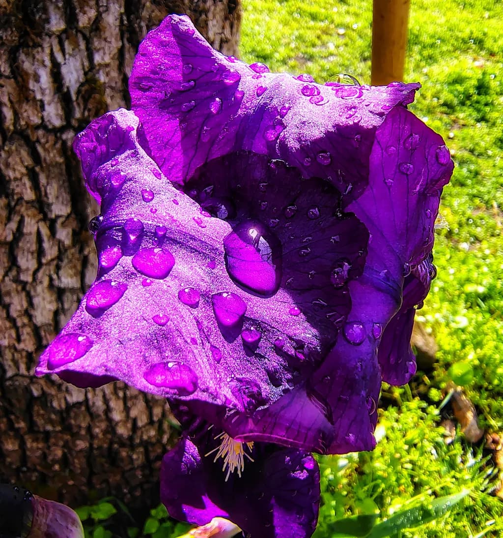 Purple Flower Dewdrops