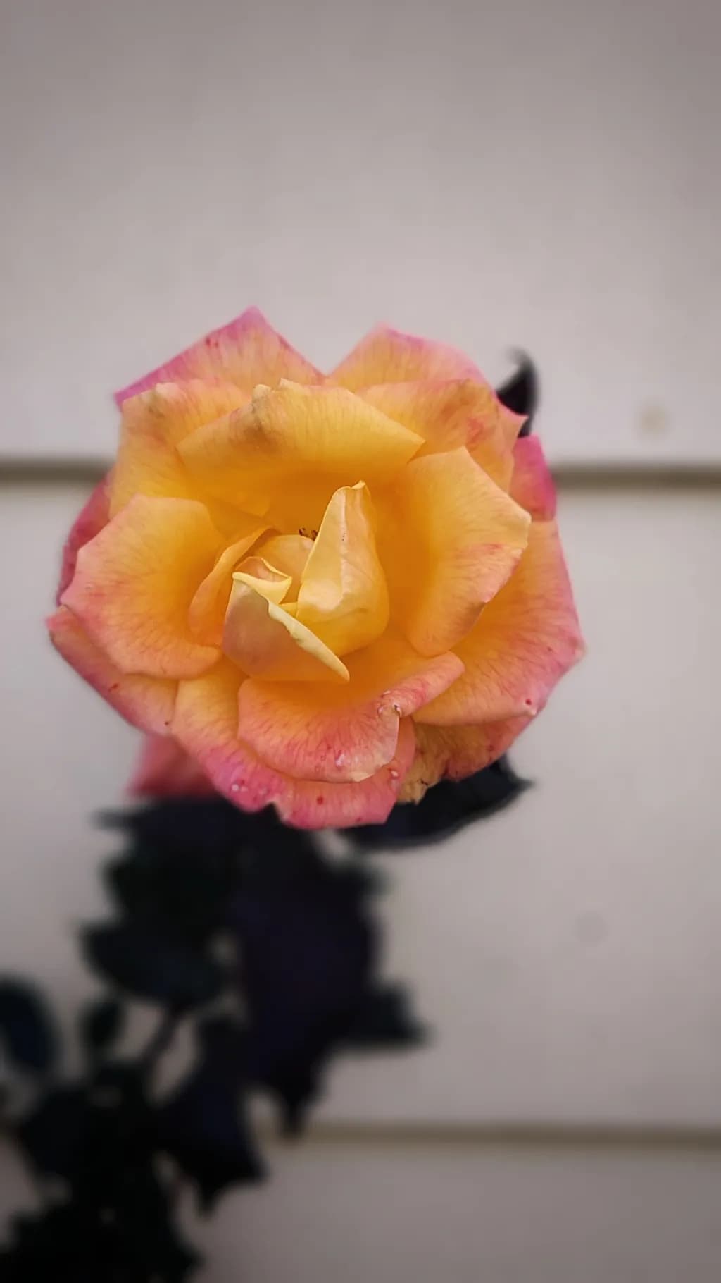 Yellow Rose Bloom