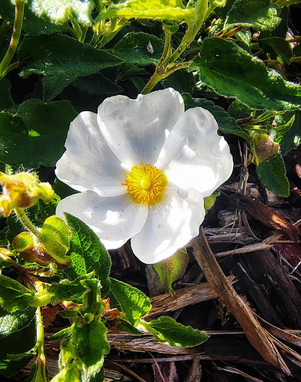 White Flower Bloom
