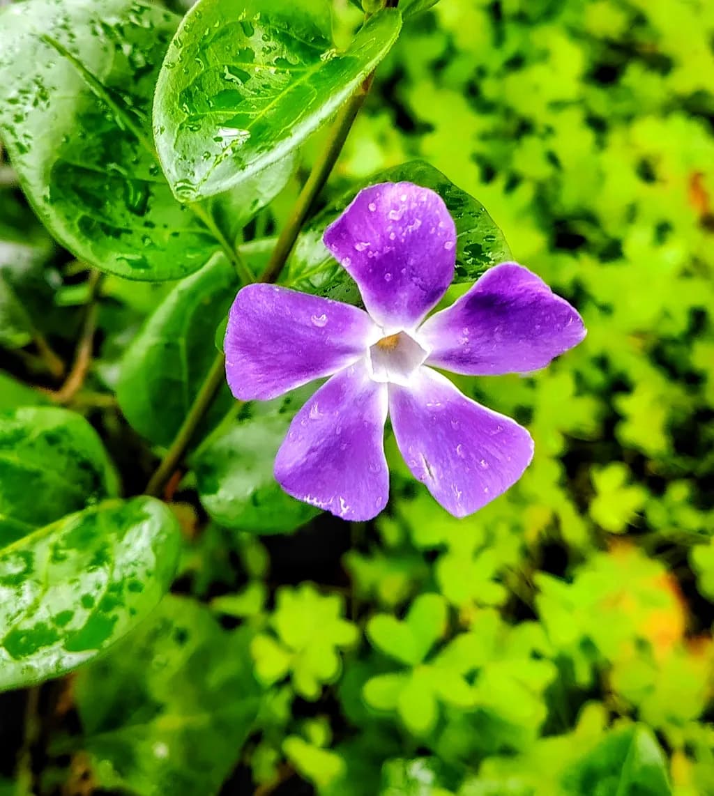 Purple Flower and Leaves