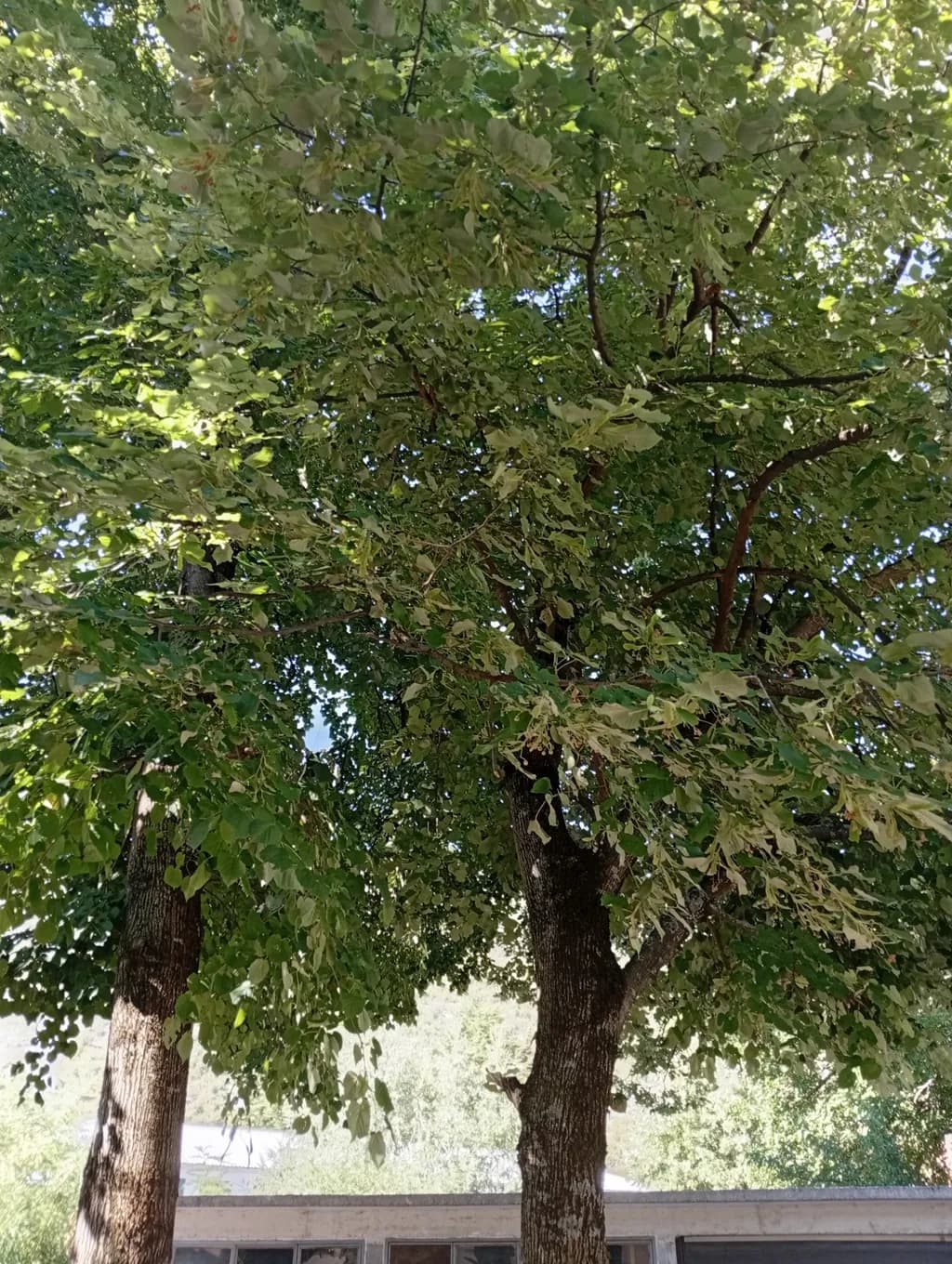 Quiet Shade Trees