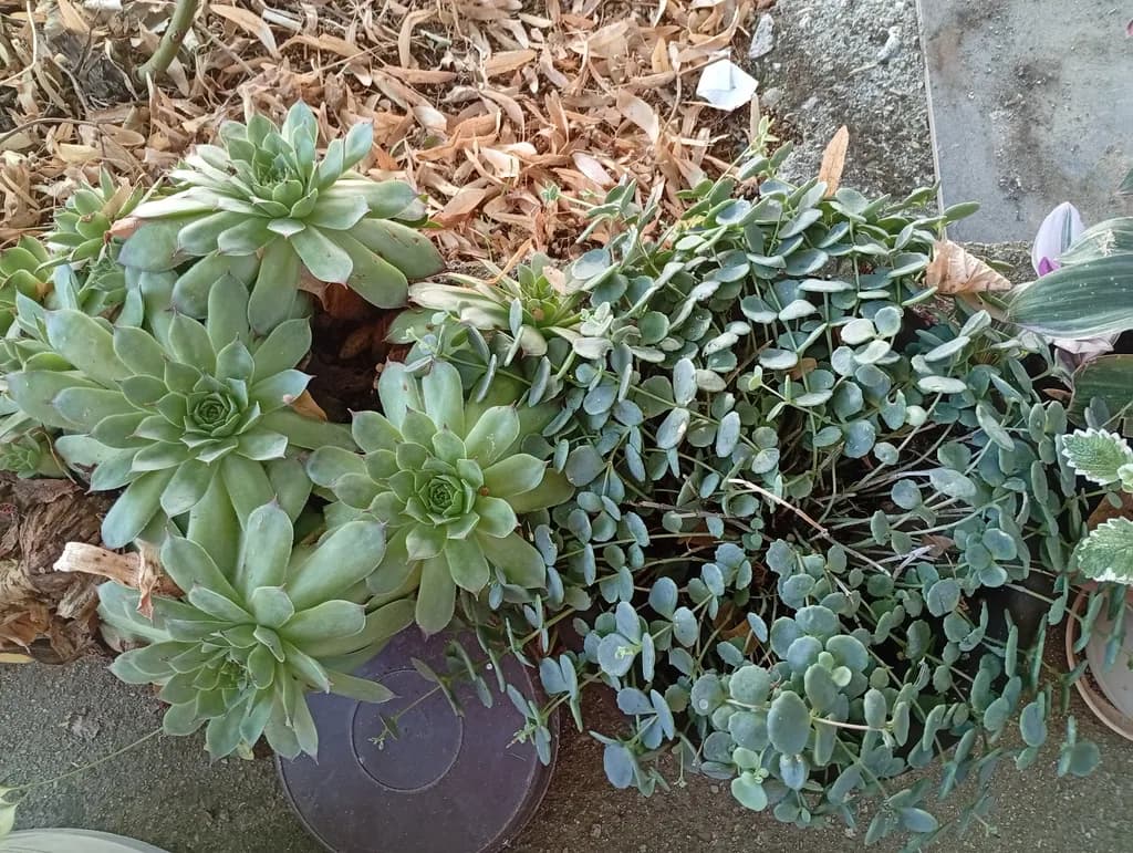 Succulent Heartfelt Growth