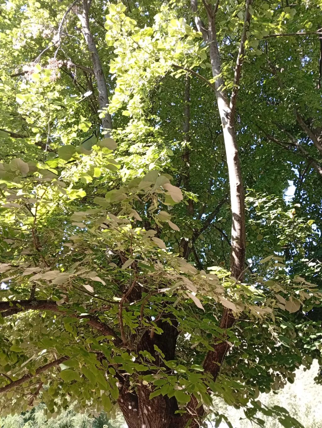 Sunlit Tree Branches