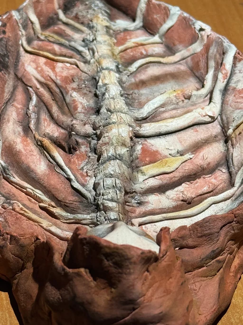 Fossil Ribcage Sculpture
