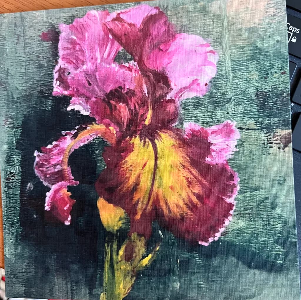 Pink Iris Bloom