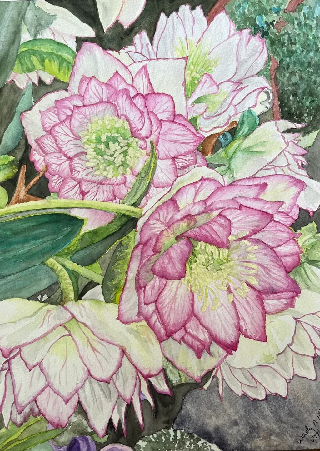 Pink Hellebore Blossom