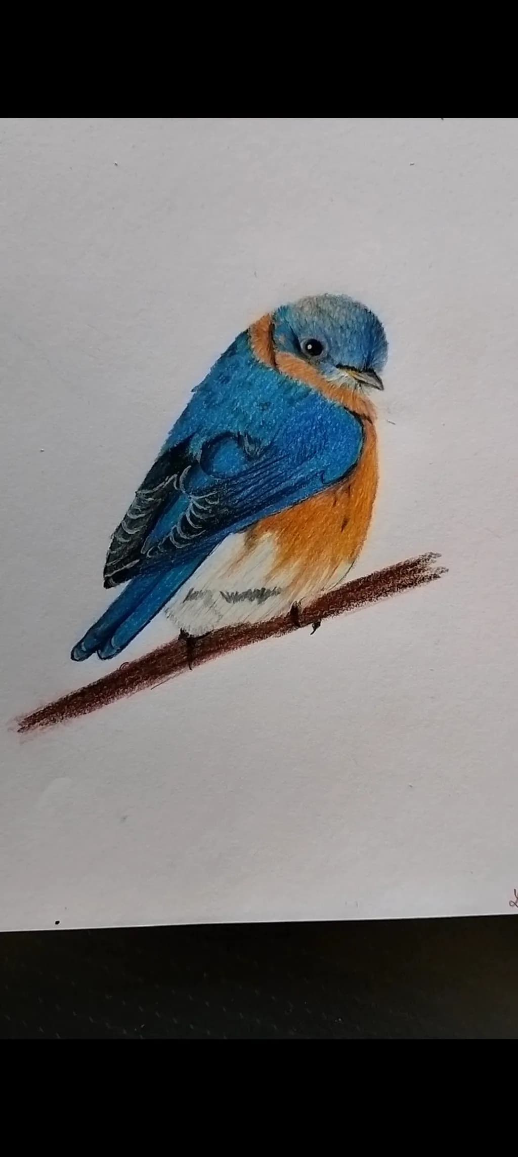 Bluebird on Branch