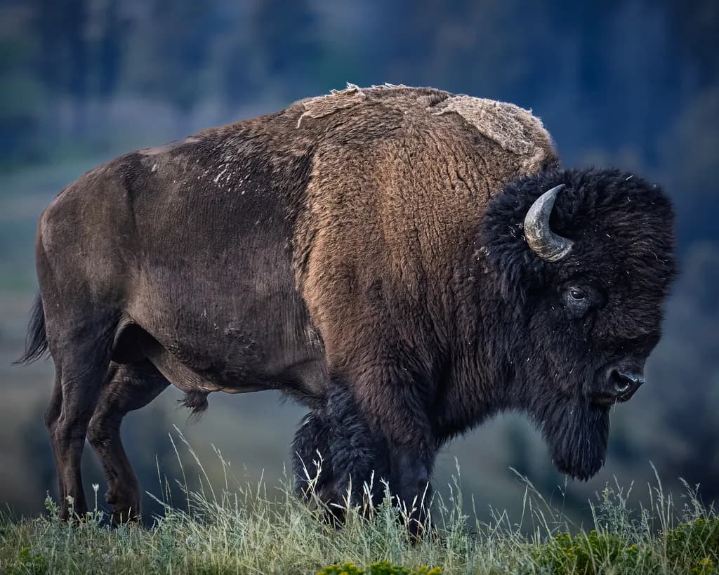 Bison in Grass