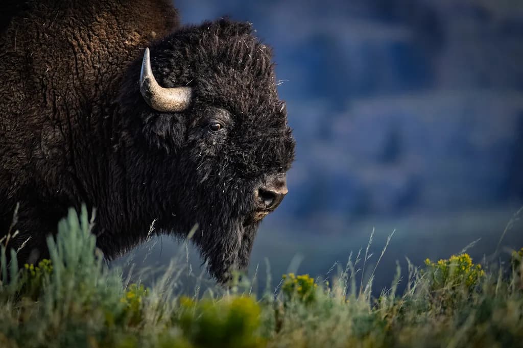 Bison in Grassland