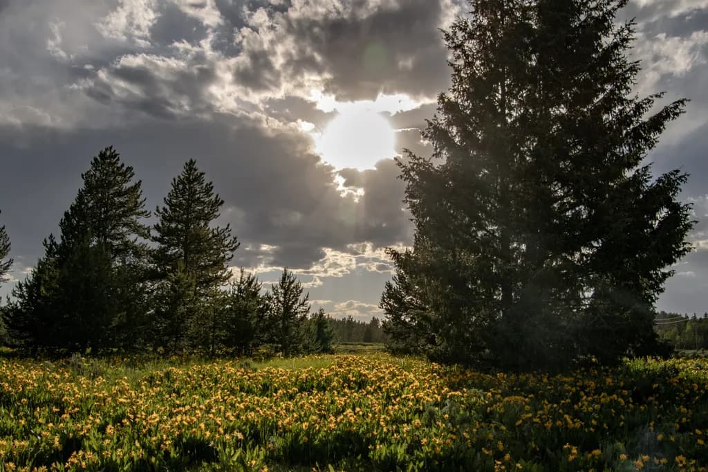 Sunlit Pine Meadow