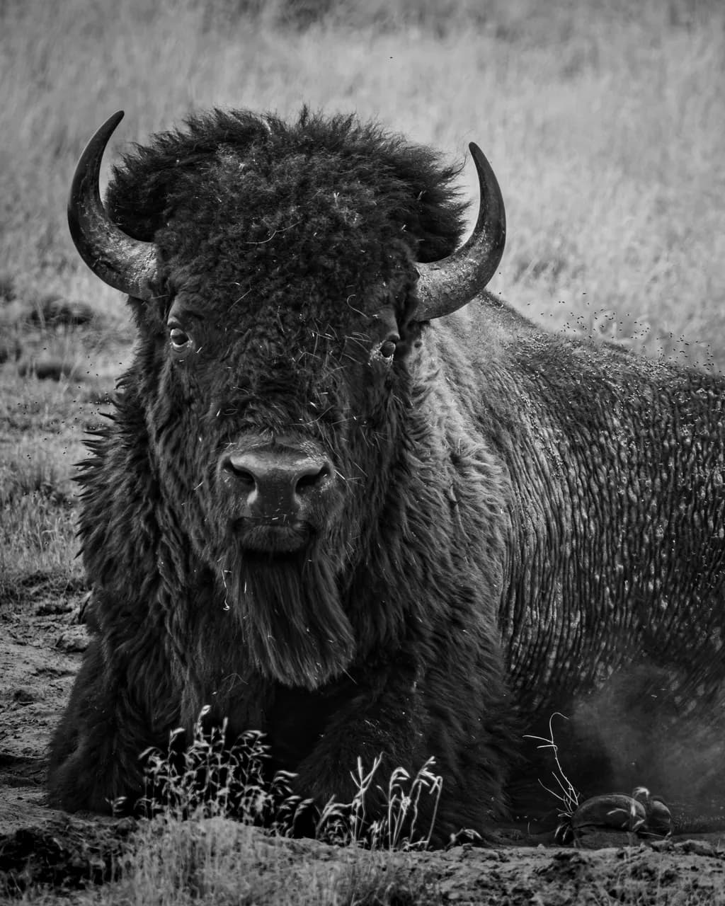 Buffalo Resting
