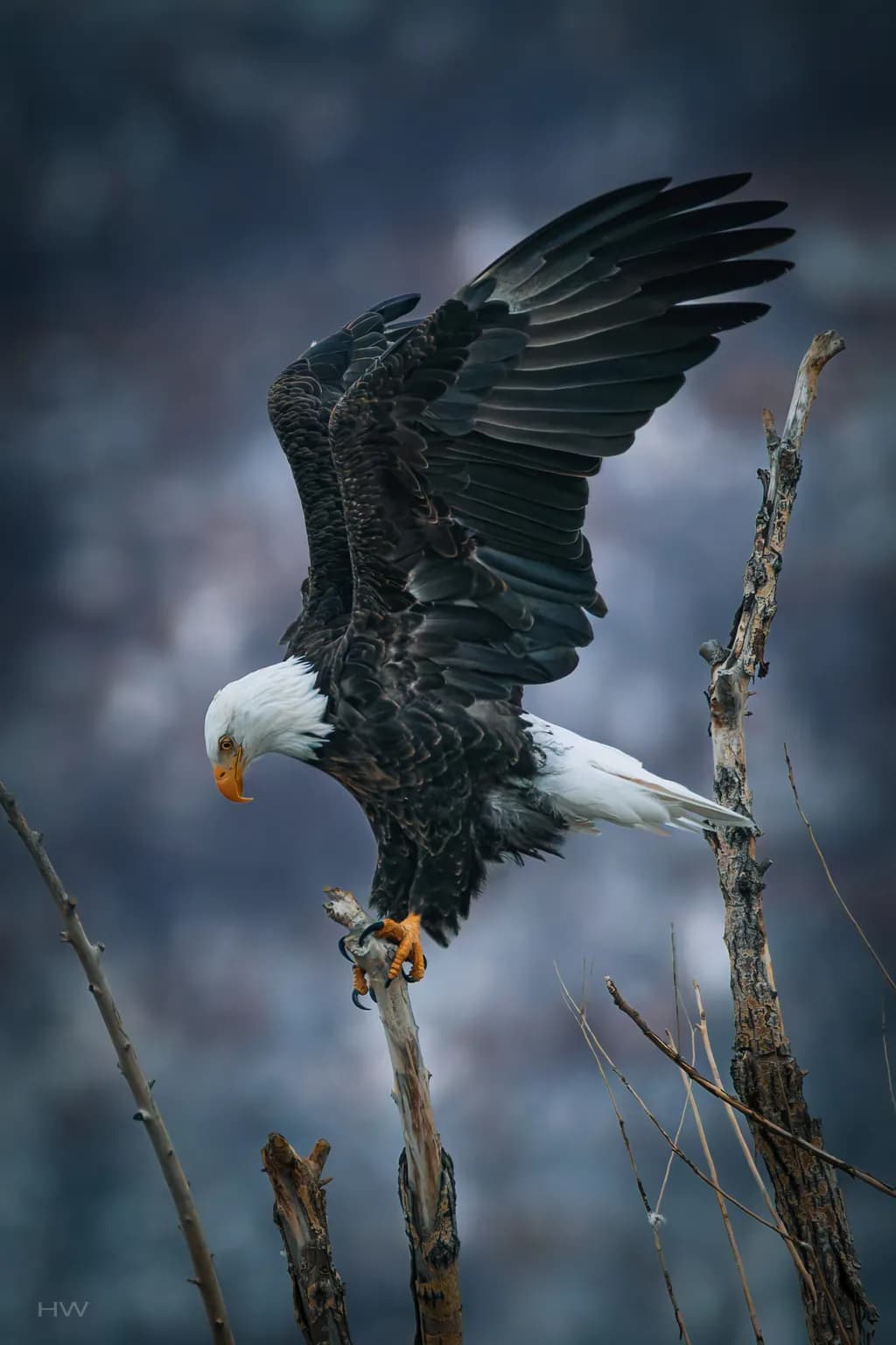 Bald Eagle Landing on Branch