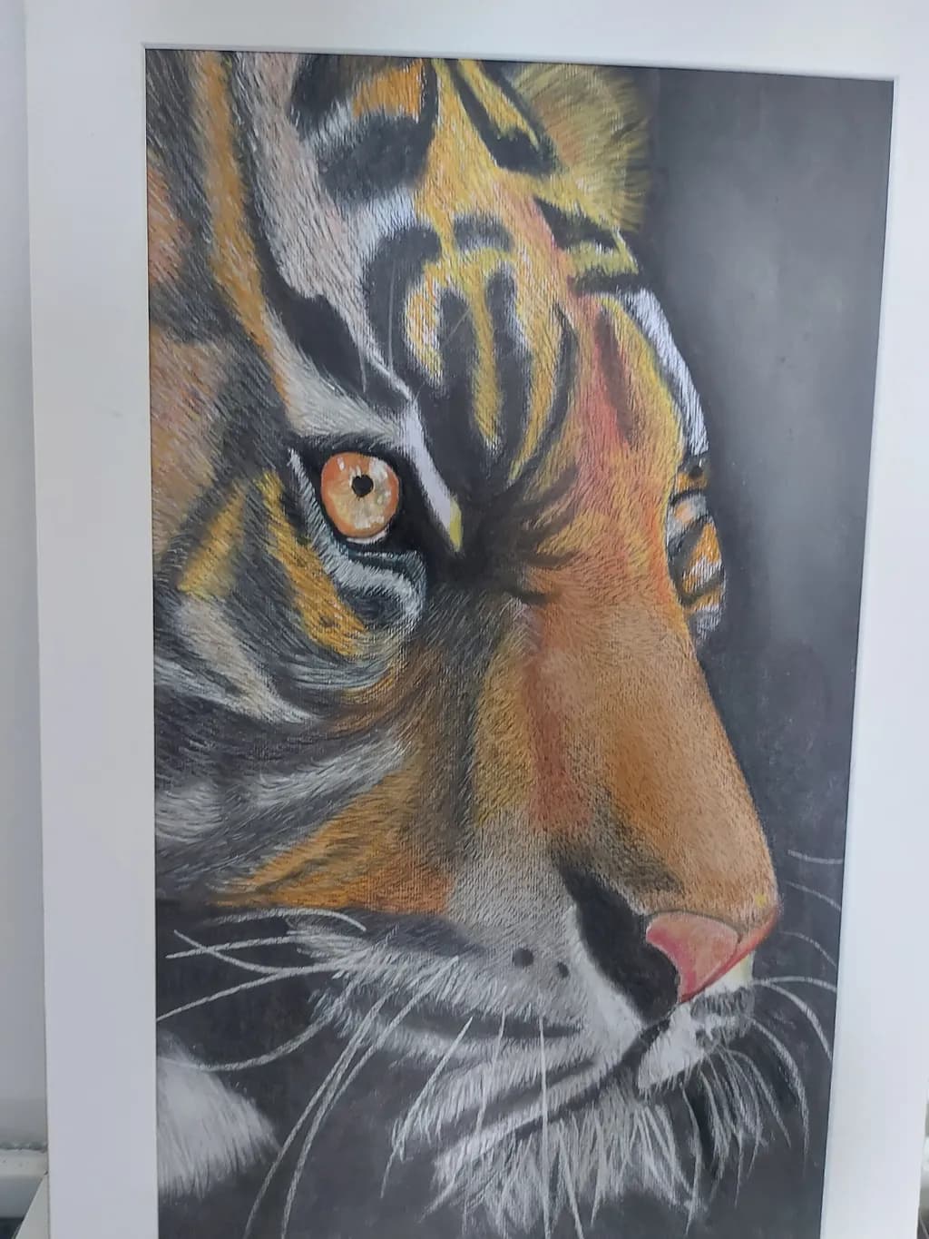 Tiger Gaze