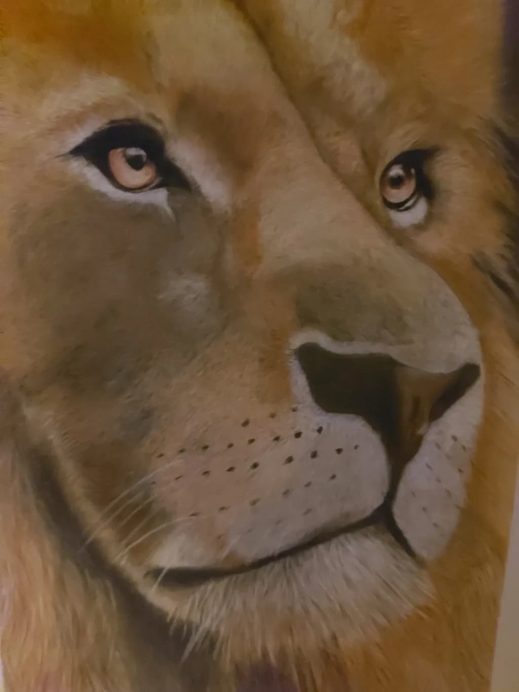 Lion Eyes Closeup