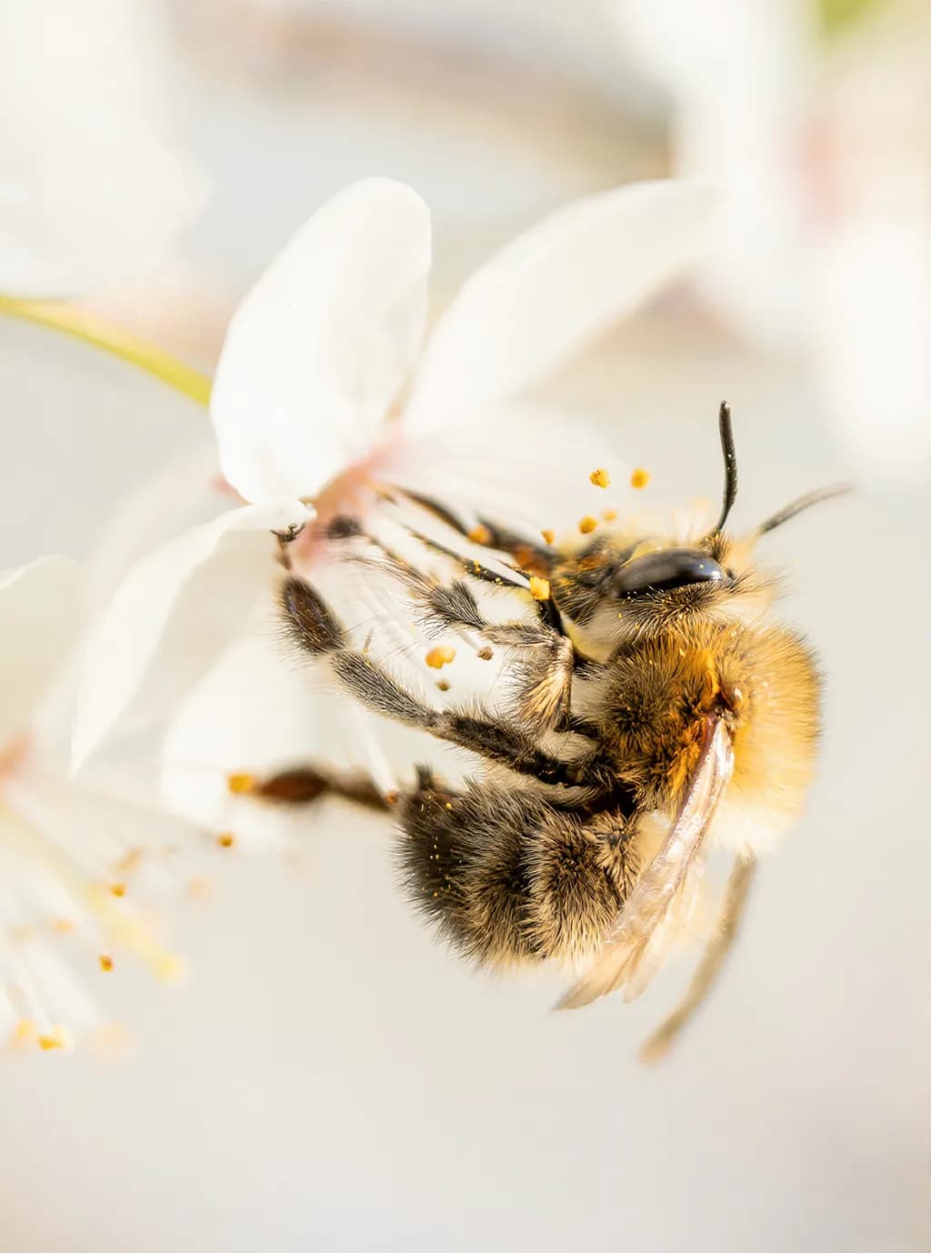 Bee on White Flower