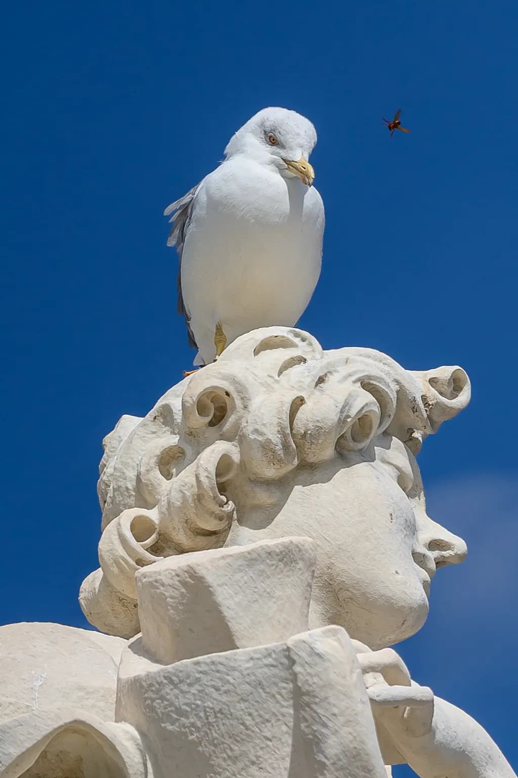 Seagull on Marble Statue
