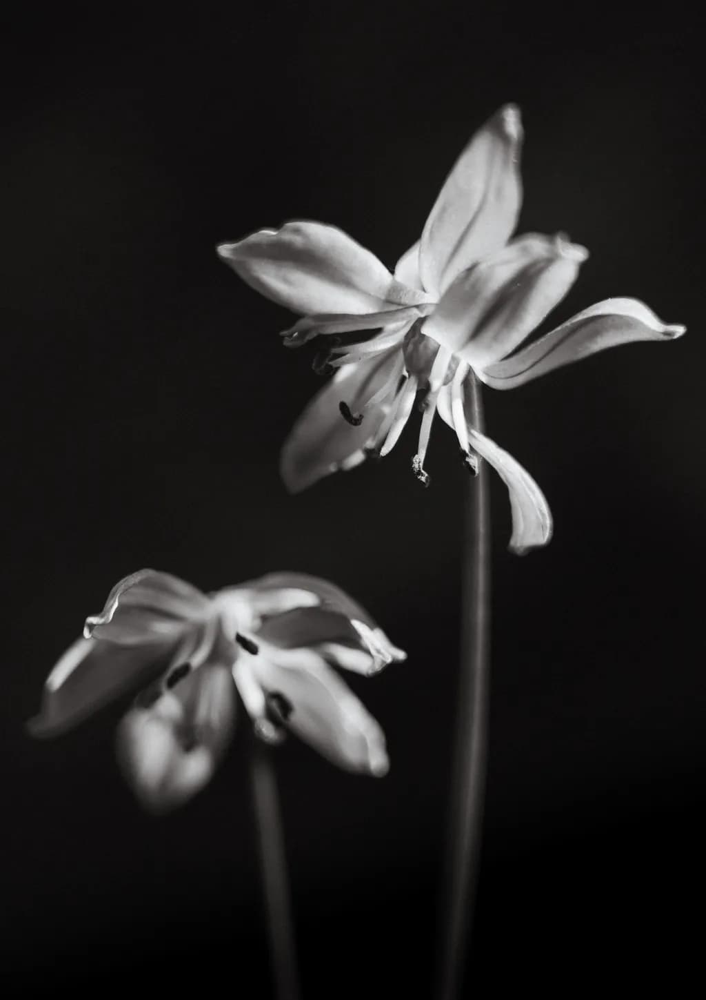 Delicate Flower Bloom