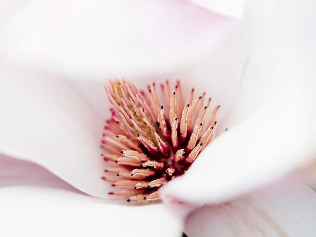 Magnolia Centerpiece
