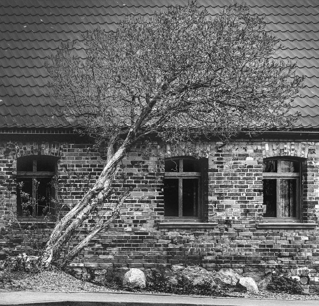 Leaning Tree Brickhouse
