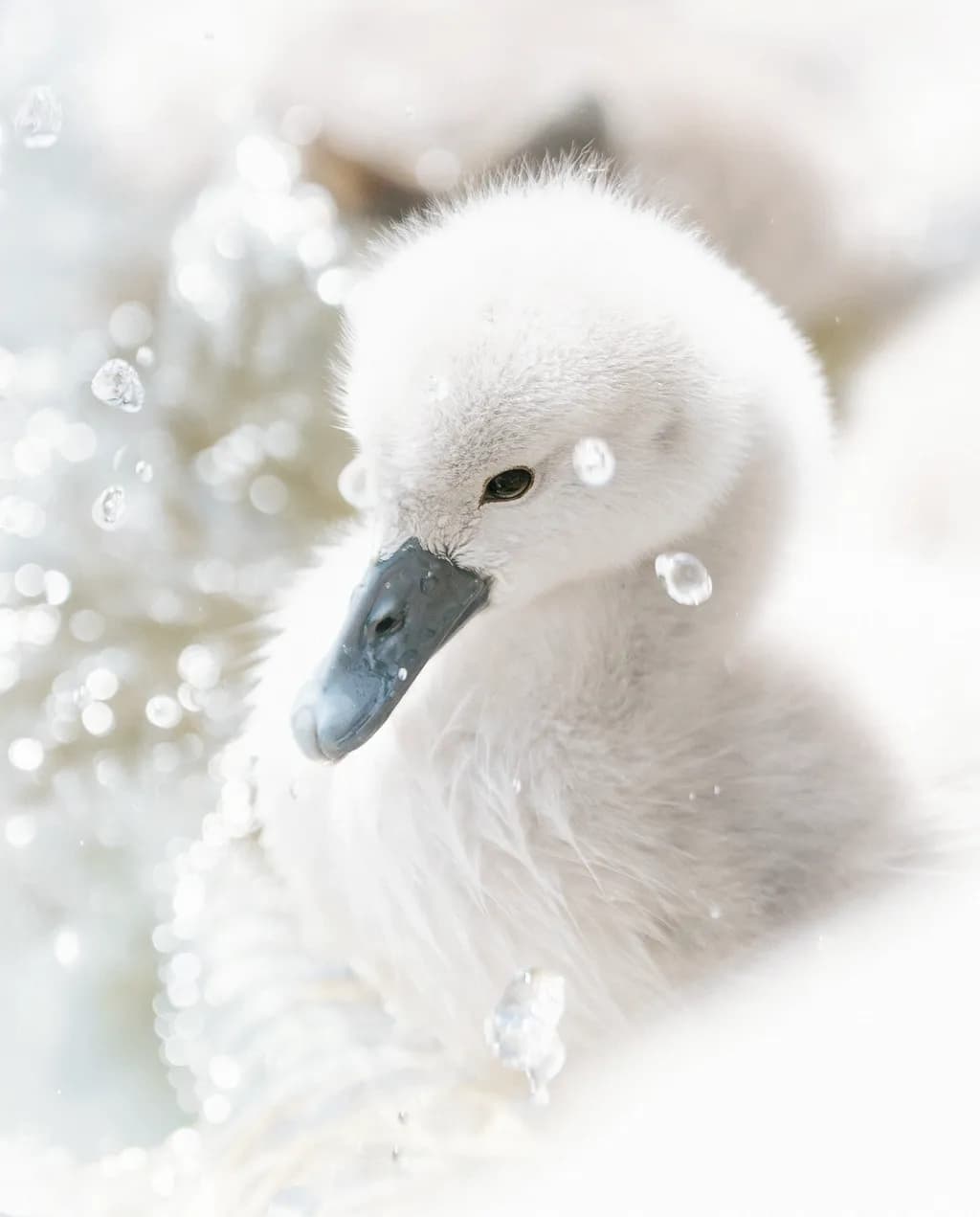 Swanling Splash