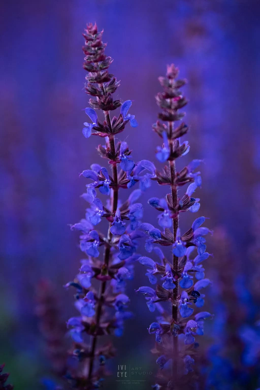 Blue Sage Bloom