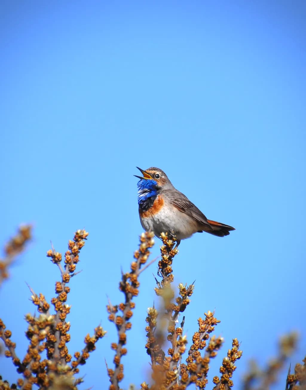 Singing Bluethroat Bird
