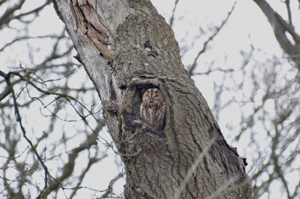 Owl in Tree Hollow