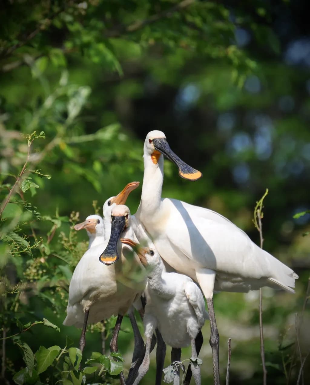 Spoonbill Family