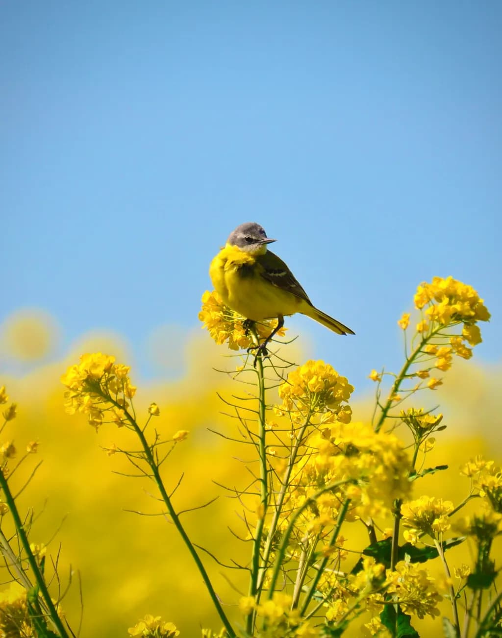 Yellow Bird on Flowers