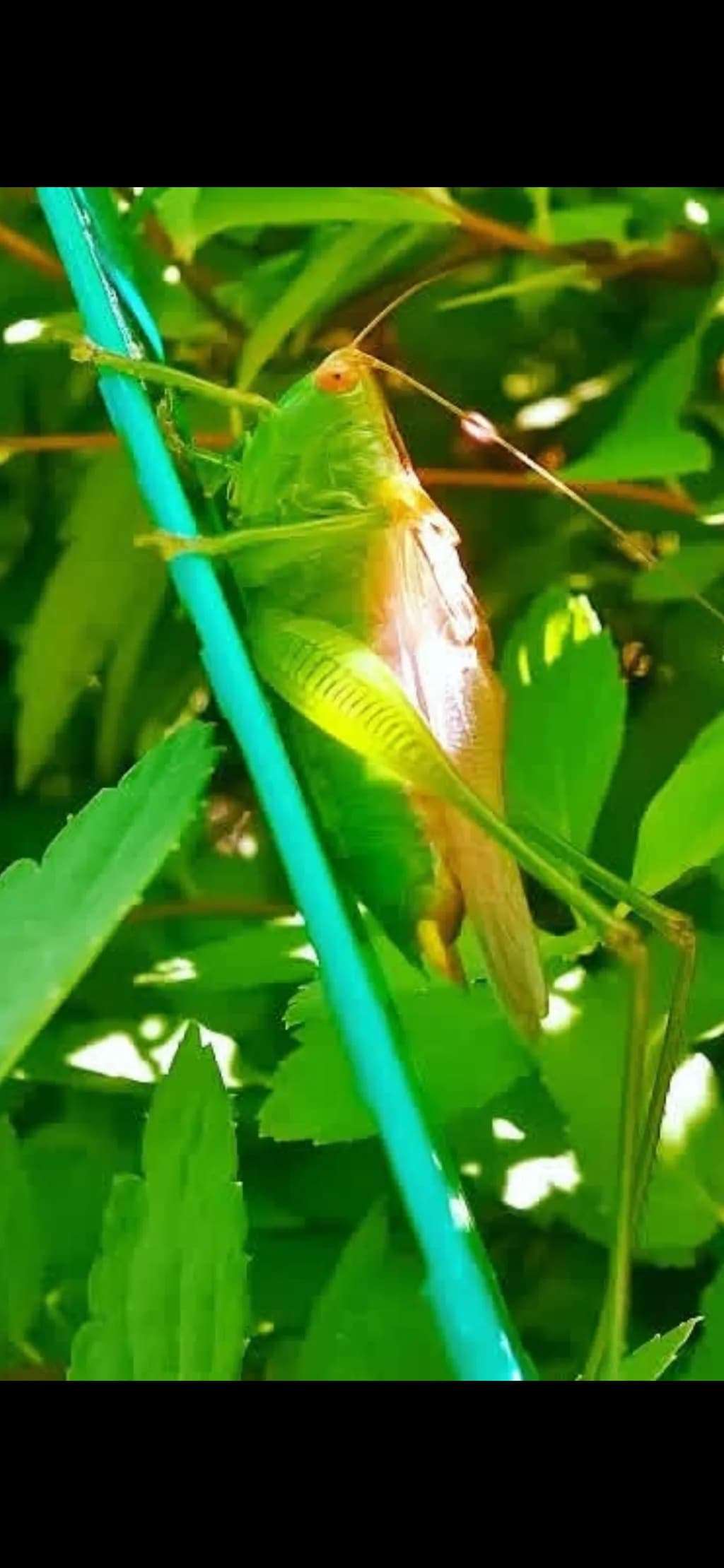 Green Grasshopper Among Leaves