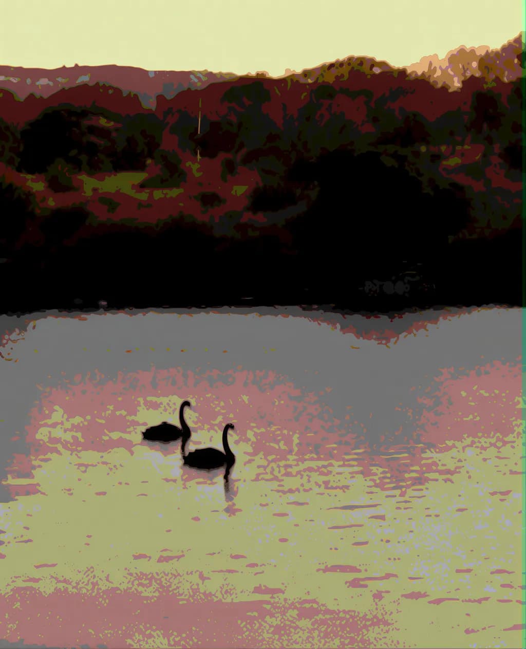 Swans on Lake Sunset