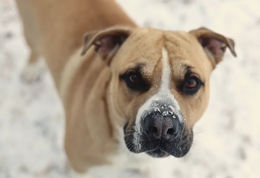 Snowy-Nosed Dog
