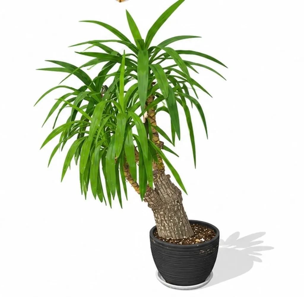 Potted Indoor Plant