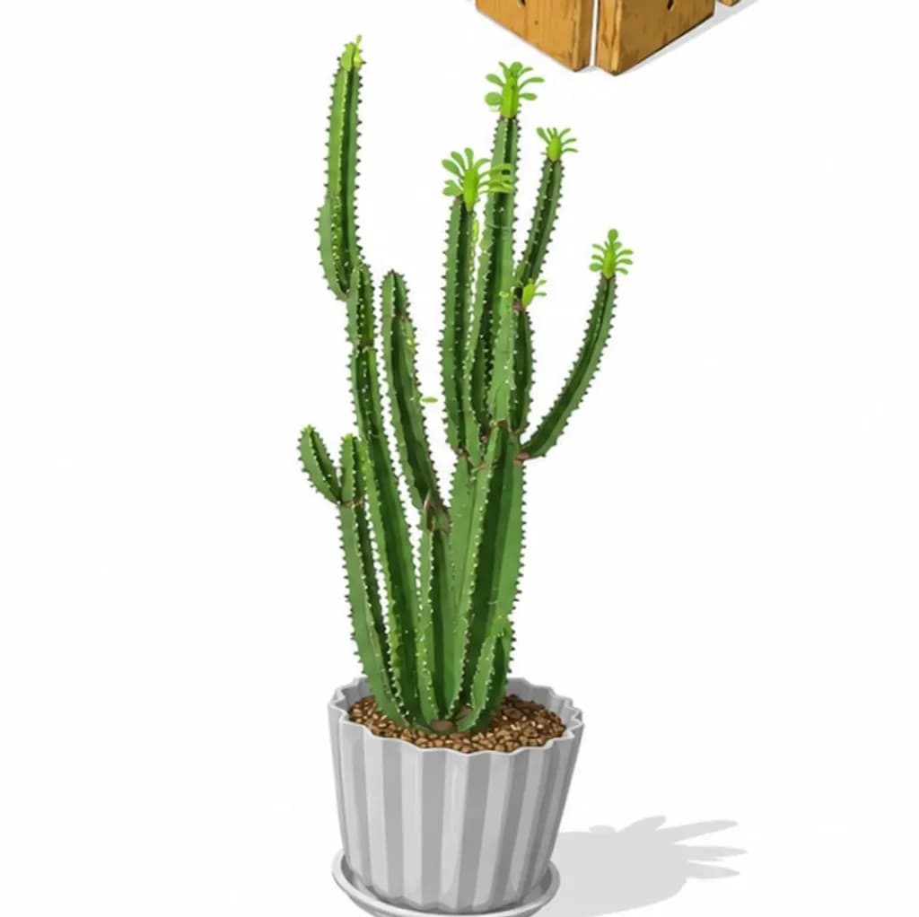 Potted Cactus