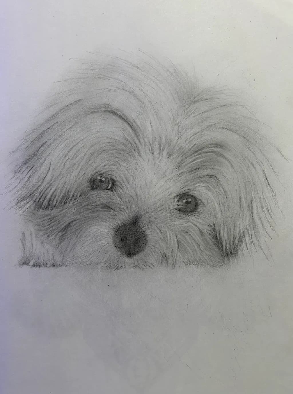 Curious Puppy Portrait