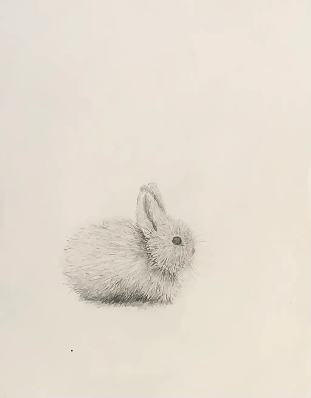Fluffy Rabbit Sketch
