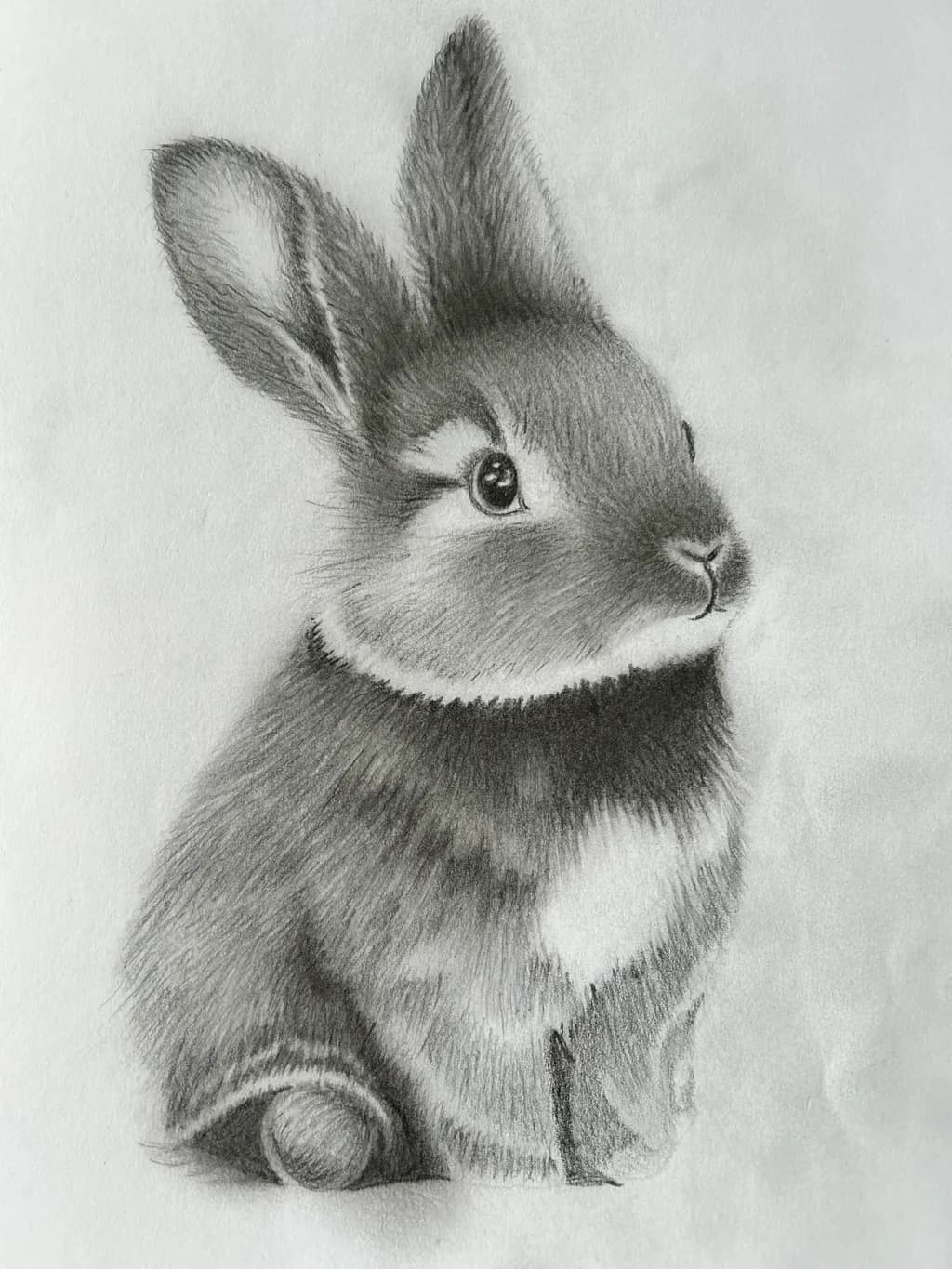 Curious Bunny