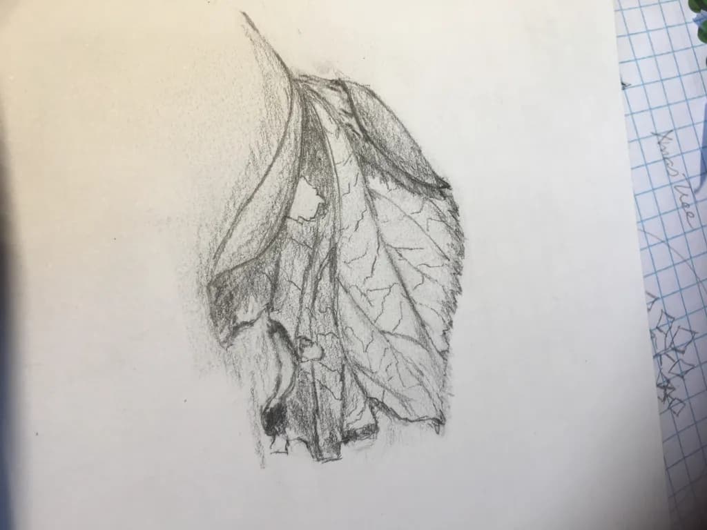 Graphite Botanical Leaf