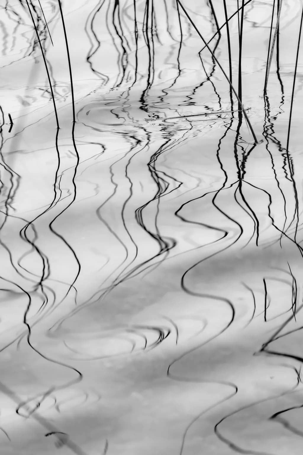 Reeds Three Reflections