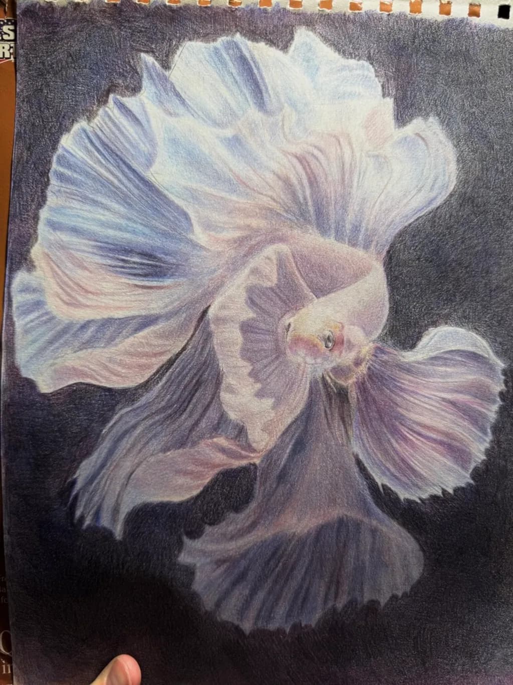 Betta Fish Dance