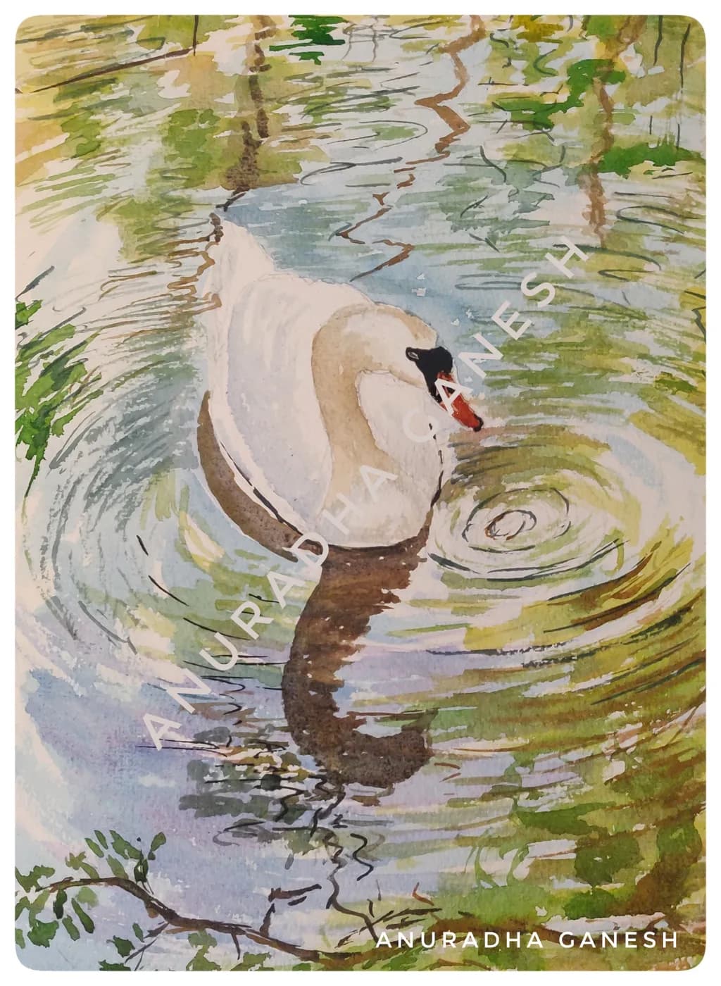 Swan on Water