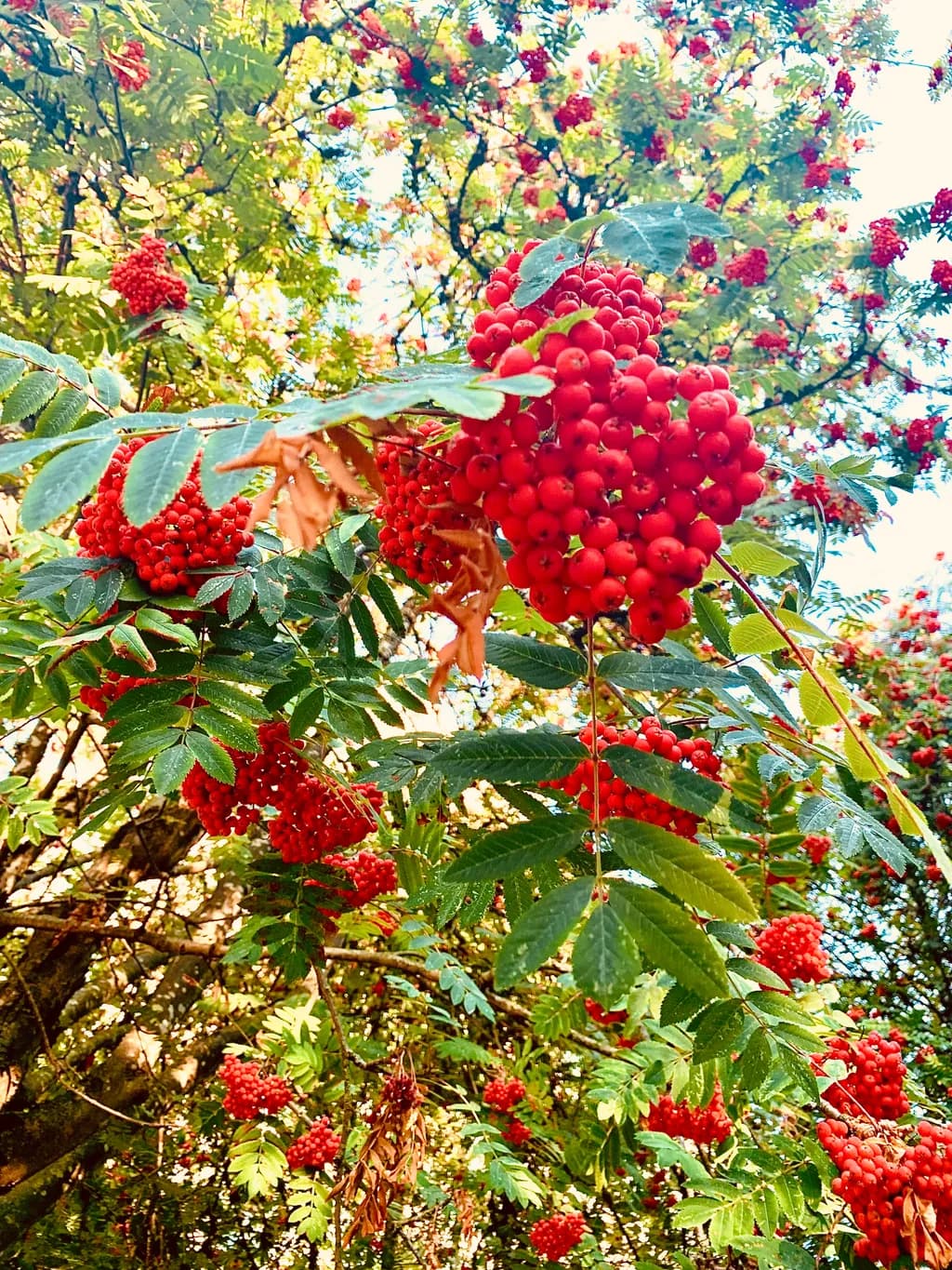 Red Berry Tree