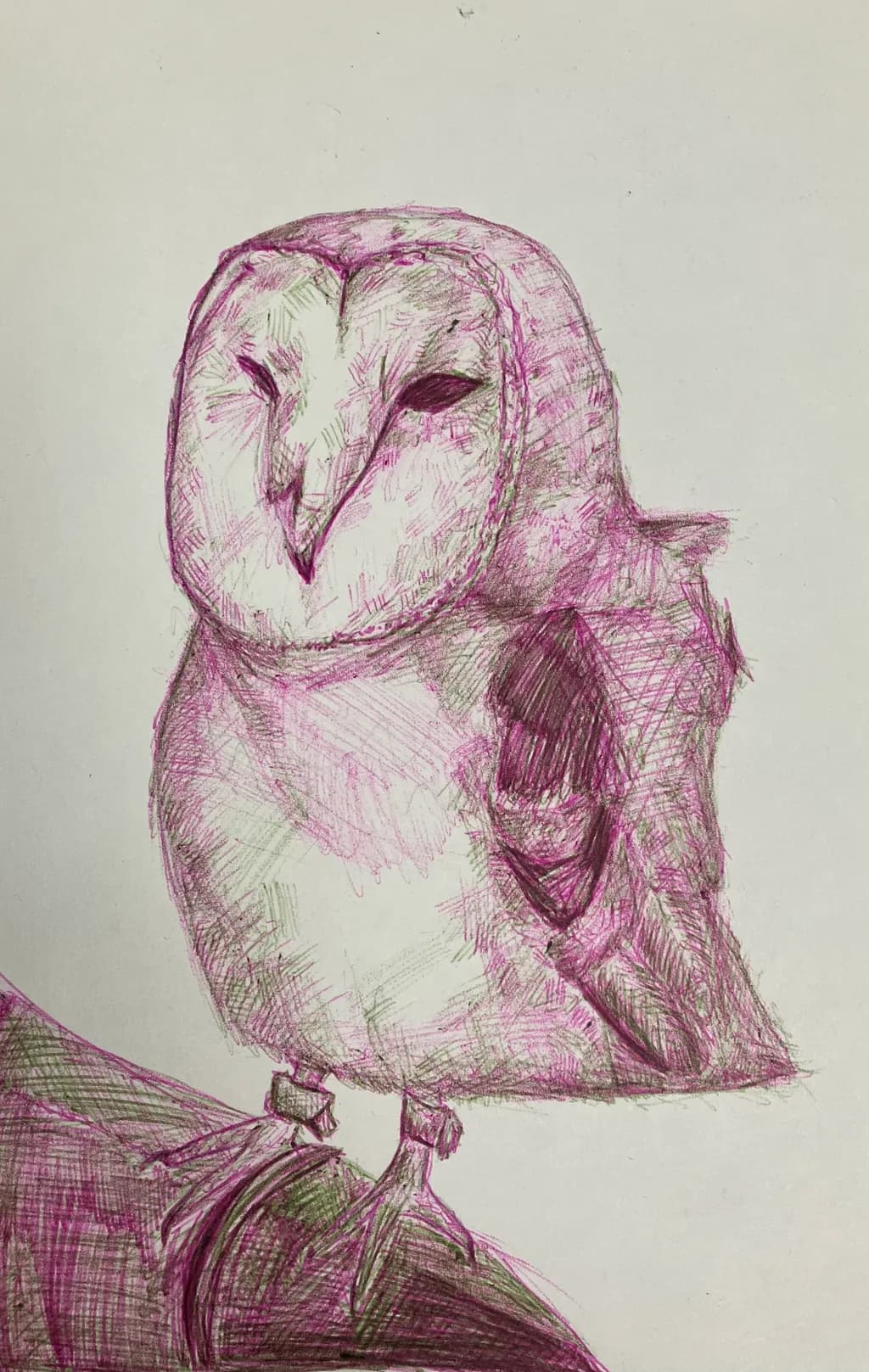 Barn Owl Sketch