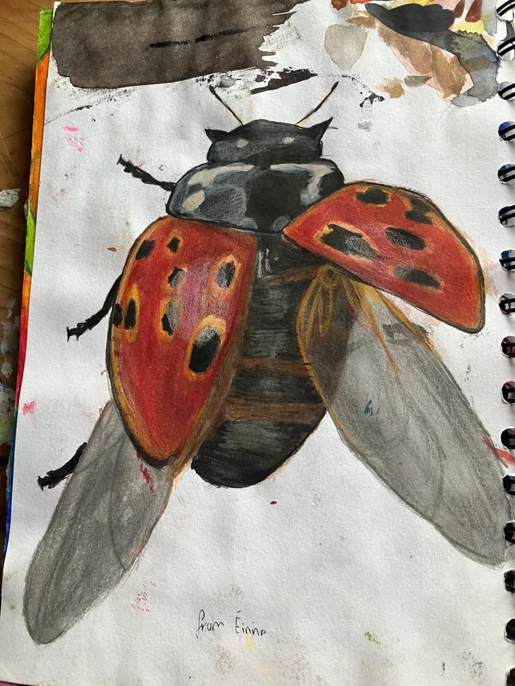 Ladybug in Flight
