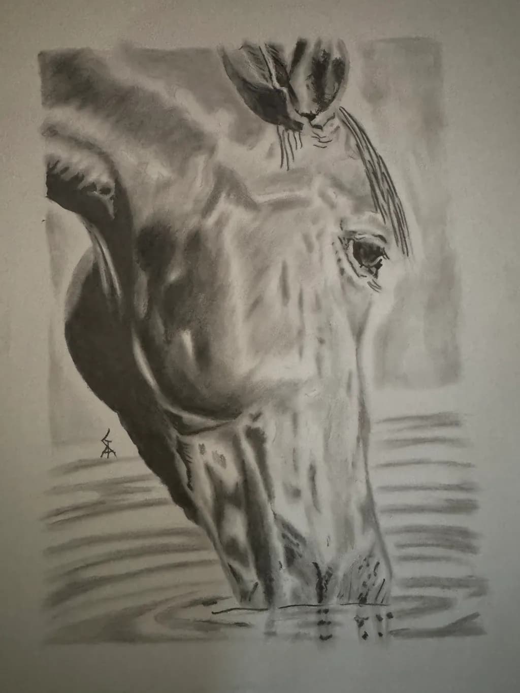 Giraffe Drinking