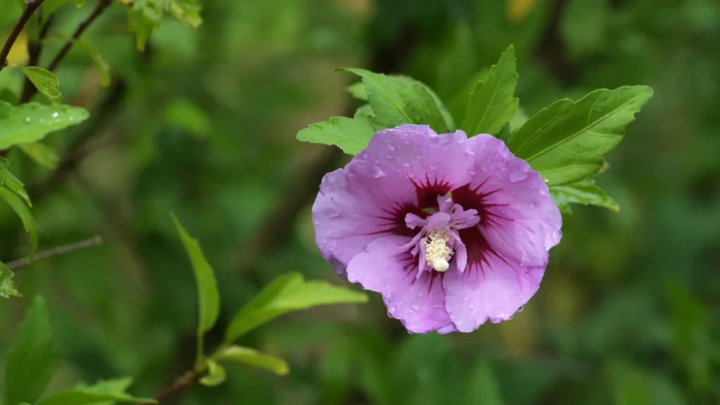Purple Flower Close-up