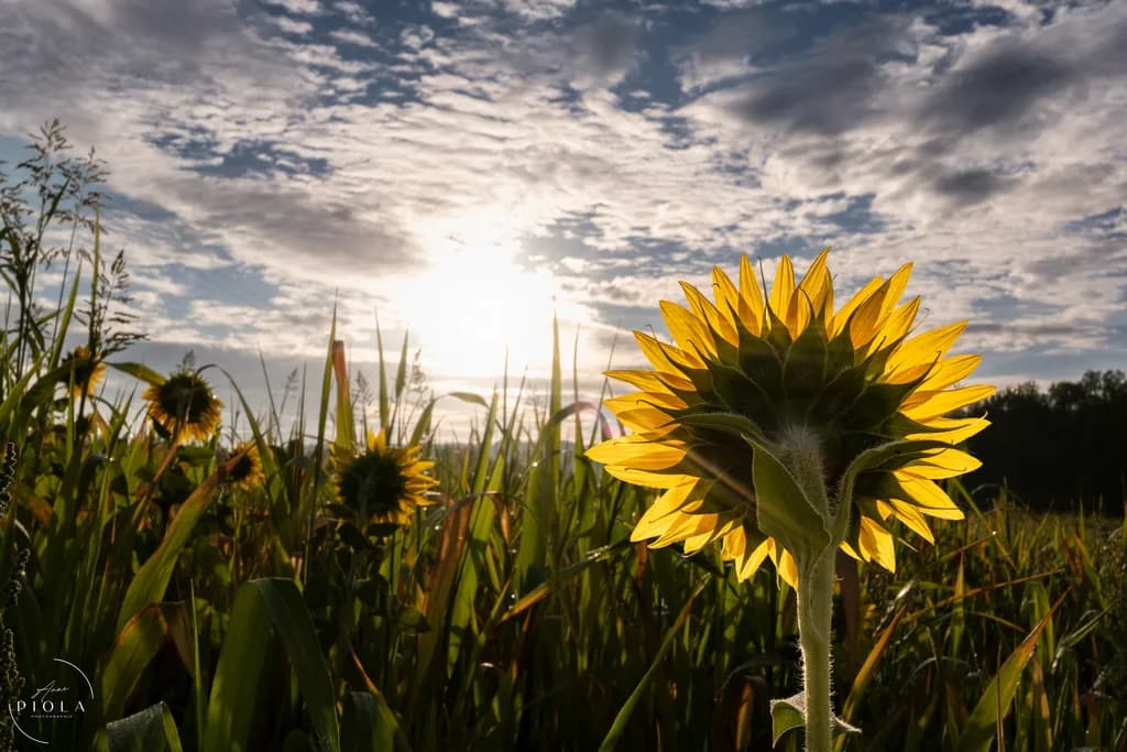 Sunflowers Beneath the Sun