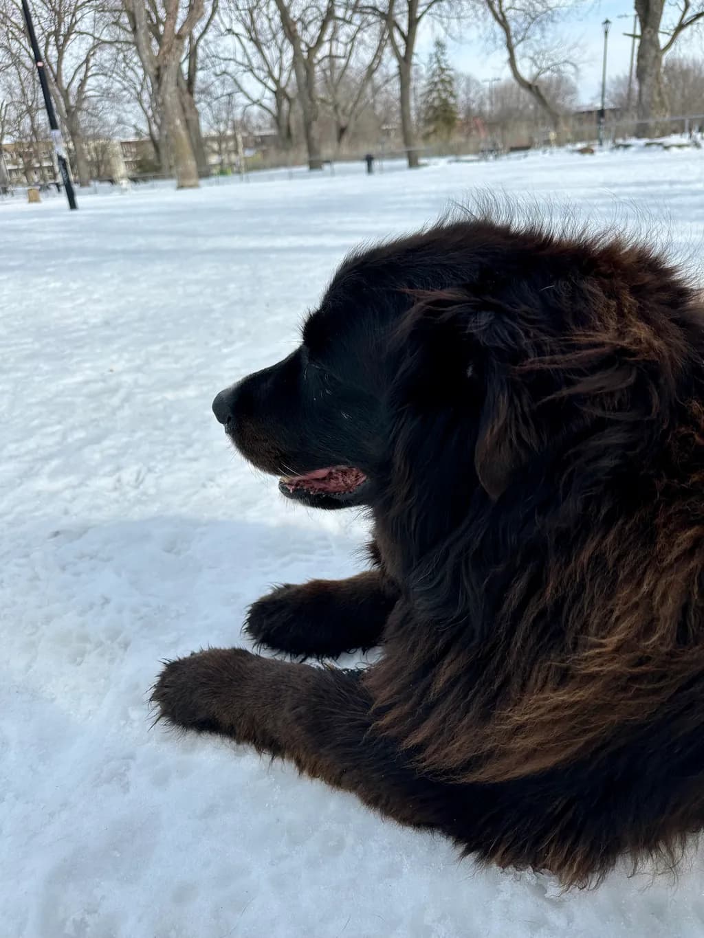 Snowy Dog Lounge
